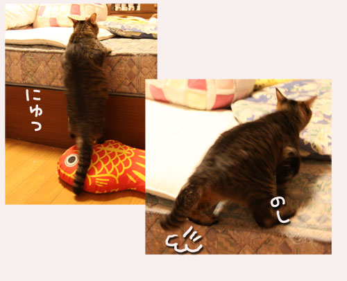 さて、軍配は・・・?_d0355333_11033654.jpg