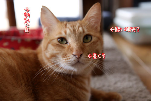 ヌードなちゃとらん_d0355333_11034511.jpg