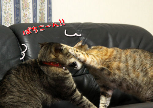 我が家の猫ボクサー_d0355333_11035133.jpg