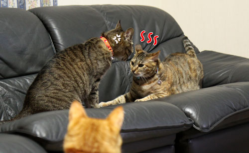 我が家の猫ボクサー_d0355333_11035147.jpg