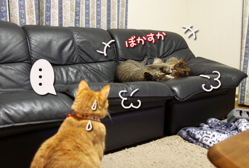 我が家の猫ボクサー_d0355333_11035245.jpg