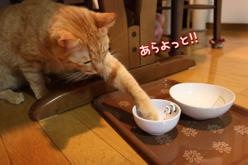 猫の手貸します、有料で_d0355333_11035322.jpg