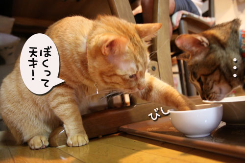猫の手貸します、有料で_d0355333_11035385.jpg