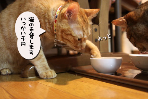 猫の手貸します、有料で_d0355333_11035414.jpg
