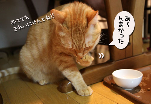 猫の手貸します、有料で_d0355333_11035459.jpg
