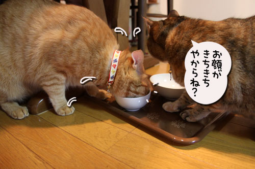 猫の手貸します、有料で_d0355333_11035474.jpg