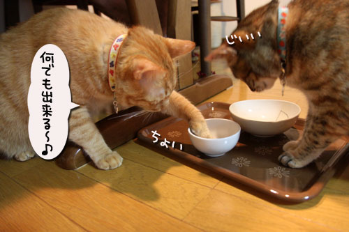 猫の手貸します、有料で_d0355333_11035476.jpg
