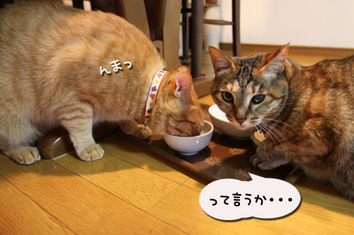 猫の手貸します、有料で_d0355333_11035484.jpg