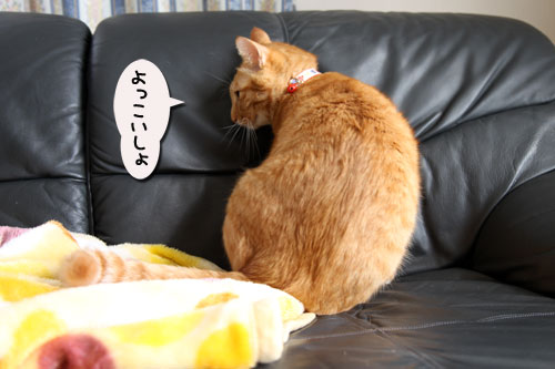 ソファでうたたね_d0355333_11040533.jpg