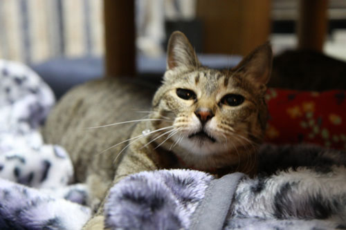 そこに猫がいるから_d0355333_11040605.jpg