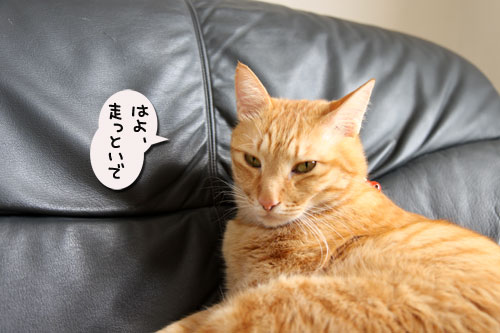 ソファでうたたね_d0355333_11040619.jpg
