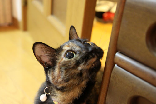 そこに猫がいるから_d0355333_11040633.jpg