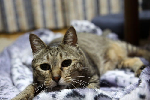 そこに猫がいるから_d0355333_11040733.jpg