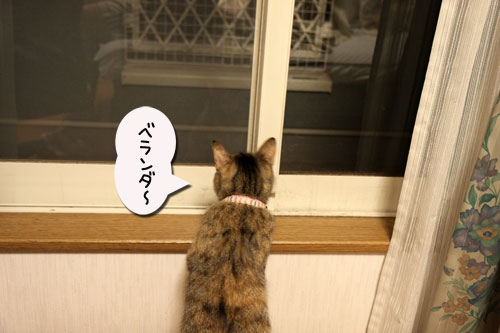 ほんとうの目的は?_d0355333_11041061.jpg