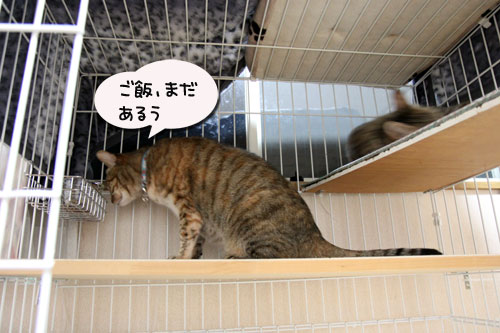ほんとうの目的は?_d0355333_11041133.jpg