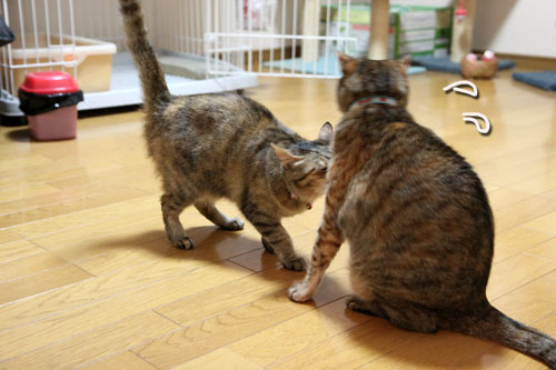 ほんとうの目的は?_d0355333_11041167.jpg