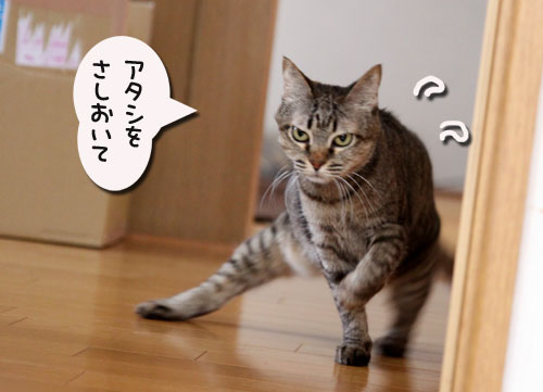 またたび、いっとく?テーマ曲つき_d0355333_11042463.jpg