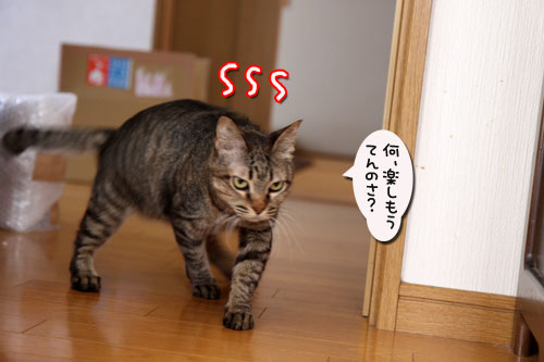 またたび、いっとく?テーマ曲つき_d0355333_11042486.jpg