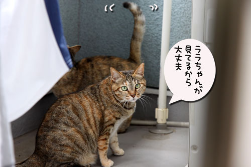 ベランダの守り神は?_d0355333_11043655.jpg