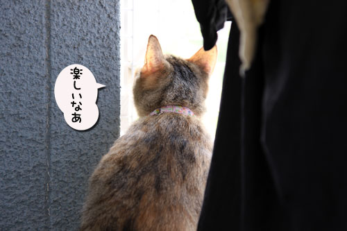 ベランダの守り神は?_d0355333_11043737.jpg