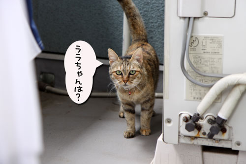 ベランダの守り神は?_d0355333_11043754.jpg
