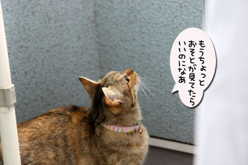 ベランダの守り神は?_d0355333_11043801.jpg
