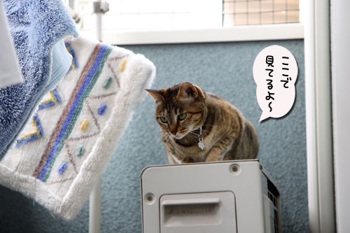 ベランダの守り神は?_d0355333_11043895.jpg