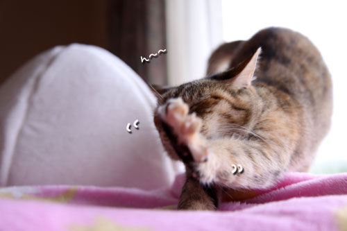 キャットニップで初対面!_d0355333_11044448.jpg
