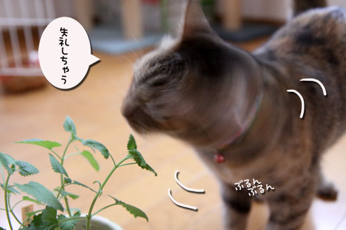 キャットニップで初対面!_d0355333_11044601.jpg
