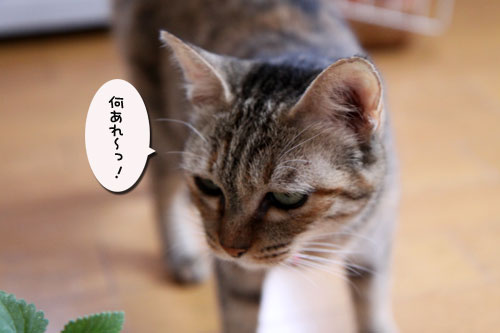キャットニップで初対面!_d0355333_11044629.jpg