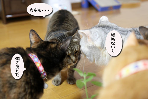 気合注入!_d0355333_11044726.jpg
