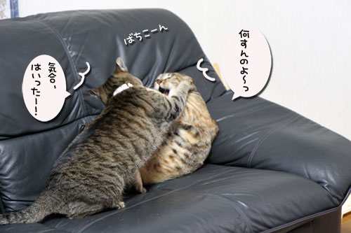 気合注入!_d0355333_11044828.jpg