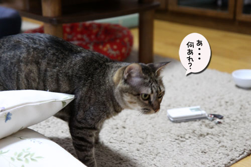 秘密基地から出てきたら_d0355333_11044929.jpg