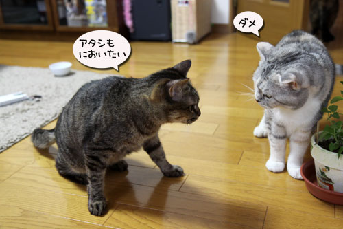 秘密基地から出てきたら_d0355333_11044979.jpg