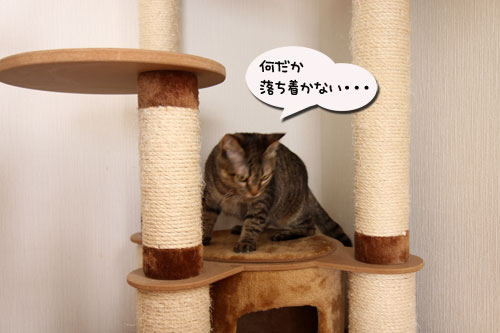 能ある猫は・・・_d0355333_11045152.jpg