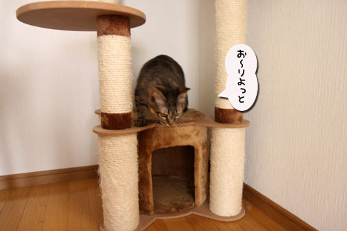 能ある猫は・・・_d0355333_11045265.jpg