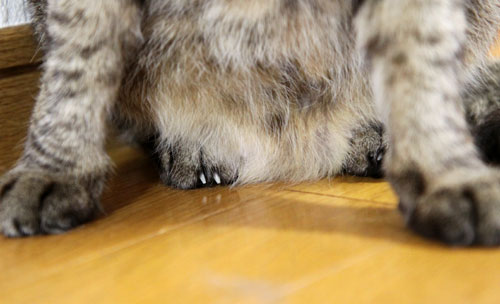 能ある猫は・・・_d0355333_11045289.jpg