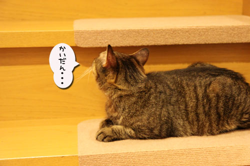 階段滑り止めマットの新しい使い方_d0355333_11045566.jpg