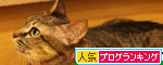 階段滑り止めマットの新しい使い方_d0355333_11045641.jpg