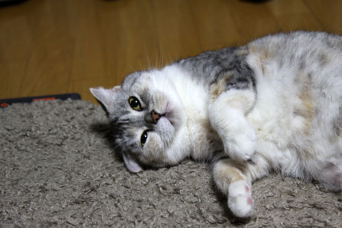 にゃんずの待つ我が家へ。_d0355333_11050113.jpg