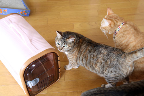 ちびっ子がやってきた!_d0355333_11051618.jpg