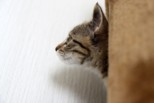 こねこと七夕の願い事_d0355333_11052224.jpg