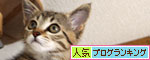 こねこと七夕の願い事_d0355333_11052470.jpg
