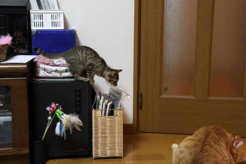 こねこのダイブ!_d0355333_11053217.jpg
