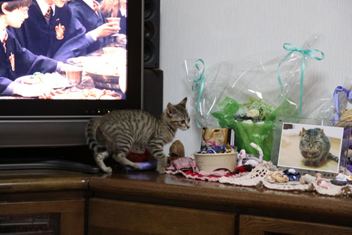 こねこのダイブ!_d0355333_11053235.jpg