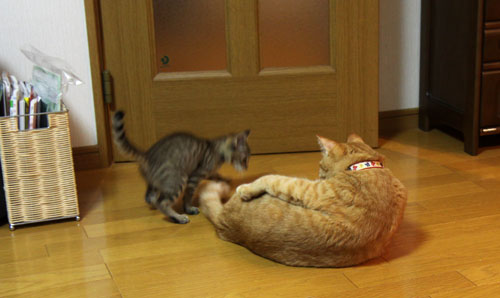 こねこのダイブ!_d0355333_11053320.jpg