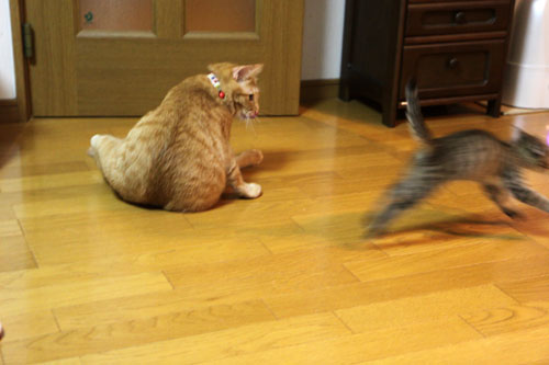 こねこのダイブ!_d0355333_11053375.jpg