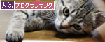 こねこのダイブ!_d0355333_11053418.jpg