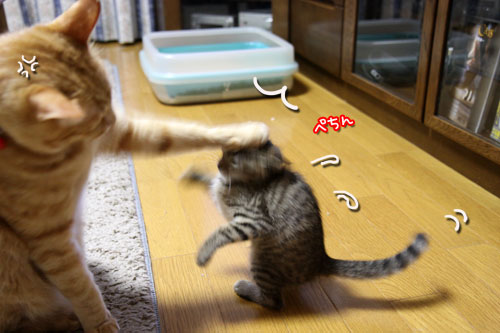 ちびっこパワー衰えるところ知らず_d0355333_11053912.jpg