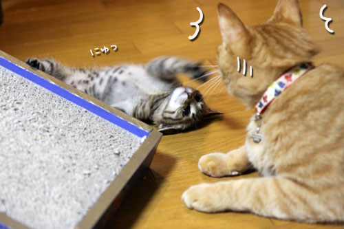 ちびっこパワー衰えるところ知らず_d0355333_11053940.jpg